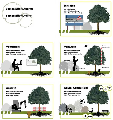 Wat kost een Boom of Bomen Effect Analyse? Ter indicatie. Een Boom Effect Analyse waarbij alle 16 punten chronologisch worden behandeld, kost € 750,- a €1.000,- afhankelijk van het aantal bomen, hun omgeving en situatie. Bij vijf of meer bomen zal de prijs stijgen, bij grote aantallen soms tot € 3.000,- (en hoger) In enkele gevallen worden er aanvullende eisen gesteld die buiten de 16 bouwstenen vallen; deze zijn niet opgenomen in deze prijsindicatie. Wat een Boom Effect advies (lees uitleg) kost? Is heel verschillend, niet altijd maar doorgaans wel goedkoper. De kosten van de voorstudie en het veldwerk zijn vanaf € 350,- Neem contact met ons op voor meer informatie en een specifiek kostenoverzicht, zodat u vooraf inzicht heeft in de kosten van een boom effect analyse.
