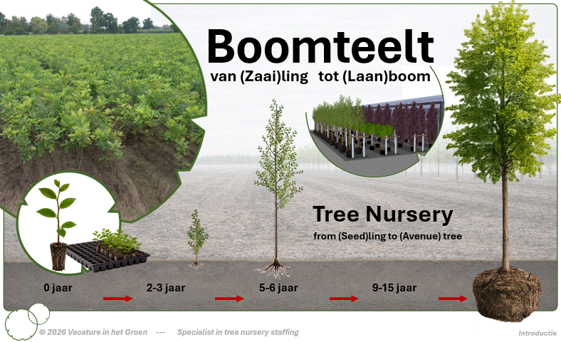 Stap voor stap ontwikkeling van een boom van zaailing tot laanboom in de boomkwekerij