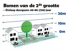 Bomen van de 2de grootte. Doorgaans met een gem. levensduur van 60, 80 of 120 jaar.
