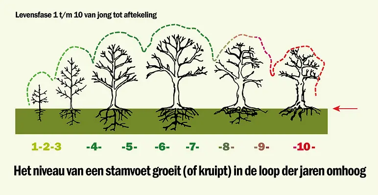 Het niveau van een stamvoet groeit (of kruipt) in de loop der jaren omhoog.