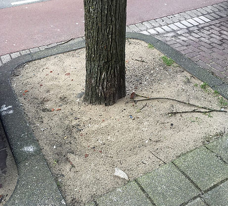 Deze boomspiegel is slempgevoelig. (Het dichtvloeien van de bodemstructuur aan de bovenkant).