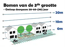 Bomen van de 3de grootte. Doorgaans met een gem. levensduur van 30-60-90 jaar.