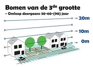 Bomen van de 3de grootte. Hoogte tot 6 meter. Gem. omloopcyclus 30, 60 of 90 jaar