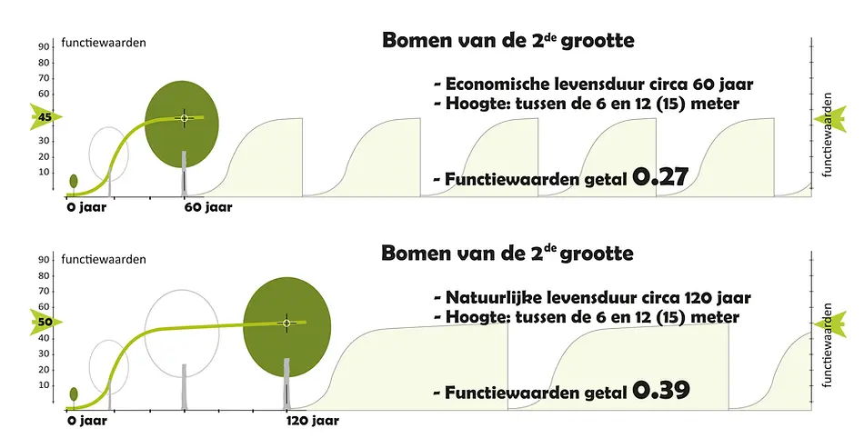 Bomen van de 2de grootte Voorbeelden hiervan zijn een groot aantal lijsterbessoorten, de meeste meidoornsoorten, diverse hazelaarsoorten en bijvoorbeeld een moerbeiboom. Deze bomen zijn grotendeels gecultiveerd, waardoor ze doorgaans minder sterk zijn. Dit verklaart hun kortere economische omloop van ongeveer 60 jaar. Echter, met een duurzaam bomenbeheer kan hun levensduur aanzienlijk worden verlengd tot soms wel 100 à 150 jaar. De levensduur extra verruimen van deze groep bomen is doorgaans duurzaam.