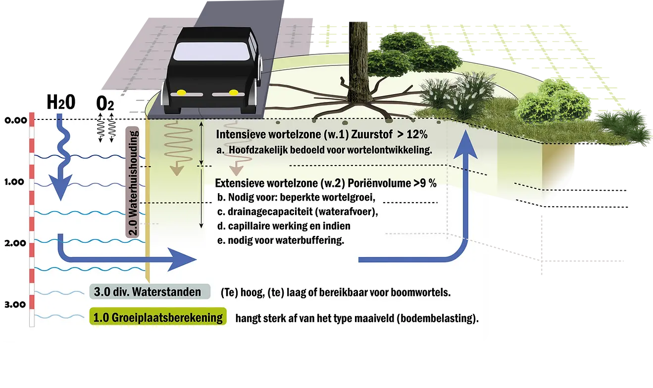 Het type maaiveld en de infiltratiecapaciteit rondom een boom hebben een aanzienlijke invloed op de waterhuishouding en dus op de uitkomst van de groeiplaatsberekening. Bij afwijkende kwaliteitscriteria de groeiplaats soms wordt vergroot ter compensatie. Bij bomen in verhard gebied, waar de beworteling zich voornamelijk onder de verharding ontwikkelt, wordt doorgaans een opslagpercentage van circa 35% gehanteerd. Dit is afhankelijk van factoren zoals het type verharding, het soort en het aantal verkeersbewegingen maar ook de mate van infiltratiecapaciteit. Mogelijke oplossingen zijn het toepassen van speciale groeiplaatsystemen (zoals een bomenbunker), het gebruik van speciaal samengesteld bomenzand of bomengranulaat, het vervangen van verharding door halfverharding om de waterdoorlatendheid te verbeteren, het plaatsen van wortelbegrenzers ter begeleiding van de wortelgroei, het aanbrengen van beluchtingselementen voor optimale zuurstoftoevoer en het selecteren van geschikte boomsoorte