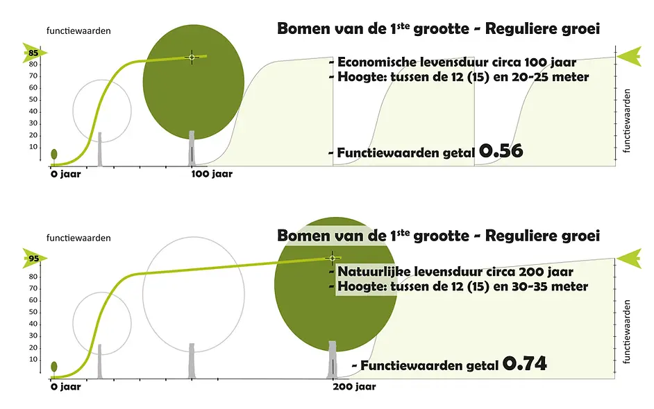 Deze groep bomen heeft doorgaans de langste natuurlijke levensduur. Voorbeelden hiervan zijn: de meeste lindesoorten, diverse iepensoorten, vele beukensoorten en praktisch alle eikensoorten. Hun economische omlooptijd is ongeveer 100 jaar, maar met een effectief bomenbeheer kan hun omloop gemakkelijk worden verlengd met 50 tot 100 jaar. Sommige soorten (raadpleeg hiervoor gespecialiseerde bronnen) kunnen zelfs enkele honderden jaren oud worden en staan bekend als zeer duurzame bomen. Duurzaam investeren in deze bomengroep is doorgaans zeer efficiën Investeren in bomen vd 1ste grootte is doorgaans echt duurzaam. Zie functiewaarden getal