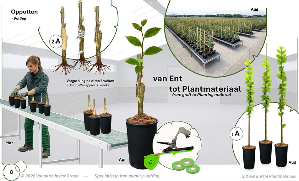 Winterent - Opkweek tot plantmateriaal in de boomkwekerij