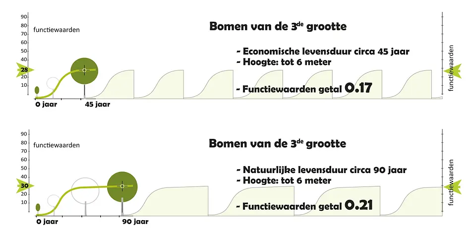 Bomen van de 3de grootte. Voorbeelden hiervan zijn diverse sierkersen, sierappels, en bijv. een Goudenregen. Deze groep heeft een economische omlooptijd 40 jaar. Hun levensduur is zeker wel te verlengen maar doorgaans niet heel royaal. Daarnaast willen we opmerken dat deze bomengroep nogal wat soorten bezit die gevoelig zijn voor ziektes (waar de boom dan vroegtijdig aan bezwijkt). Het is belangrijk om eerst te overwegen of duurzaam behoud van deze bomen zinvol is. Een boom draagt pas bij aan de maatschappij wanneer deze ouder is. De groenmassa boven de grond is hierbij het meest bepalend. Deze bomengroep zal echter nooit, zelfs niet op oudere leeftijd, veel groenmassa leveren in vergelijking met andere bomengroepen. De investeringskosten zijn doorgaans wel lager ten opzichte van boombehoud bij andere boomgroepen. De levensduur extra verlengen van bomen van de 3de grootte is niet altijd verstandig.