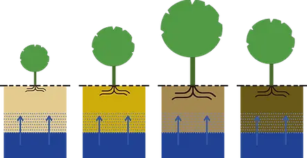 Hoe hoog een boom word? afhankelijk van zijn omstandigheden Je kan vrijwel nooit zeggen: “die boom wordt zo hoog” (zoals vaak wel beweerd wordt op internet). De omstandigheden waarbinnen een boom zich bevindt zijn immers heel invloedrijk op de ontwikkeling, waarbij de ondergrondse groeiruimte, de waterbufferingsmoglijkheden en de capillaire werking een hele belangrijke rol spelen. Het soort bodemtype heeft veel invloed op de ontwikkeling van een boom