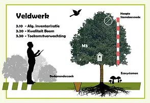 Een Bomen Effect Analyse (BEA) Het veldwerk voor een Bomen Effect Analyse kan worden onderverdeeld in drie paragrafen. Algemene gegevens, zoals hoogte ouderdom etc., de kwaliteit van de boom en de huidige toekomstverwachting ook wel benoemd al 'ruimtestudie'. Wat ook een geschikte term is, want de bovengrondse en vooral de ondergrondse groeimogelijkheden, met uitzondering van enkele externe factoren, bepalen doorgaans de toekomstverwachting van een boom.