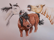 Horses by Tammy Roth