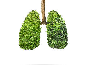 Green leaves shaped in human lungs. Conc