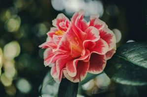 Hibiscus Guava Fresca