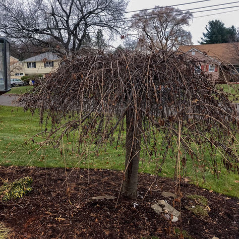 Weeping Higan Cherry #3: