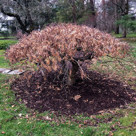 Sheared Weeping Japanese Maple Pruning: