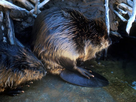 Beaver Dams