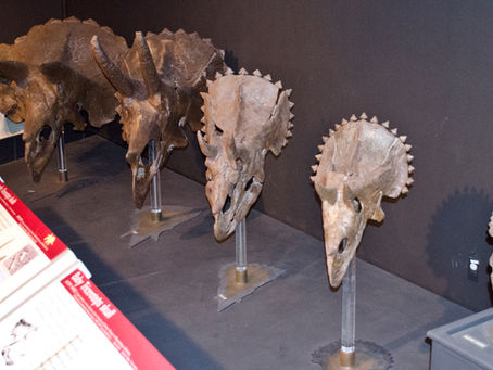 Get to Know Terrific Triceratops