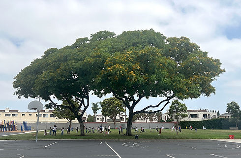 tree lowerplayground 2.jpg