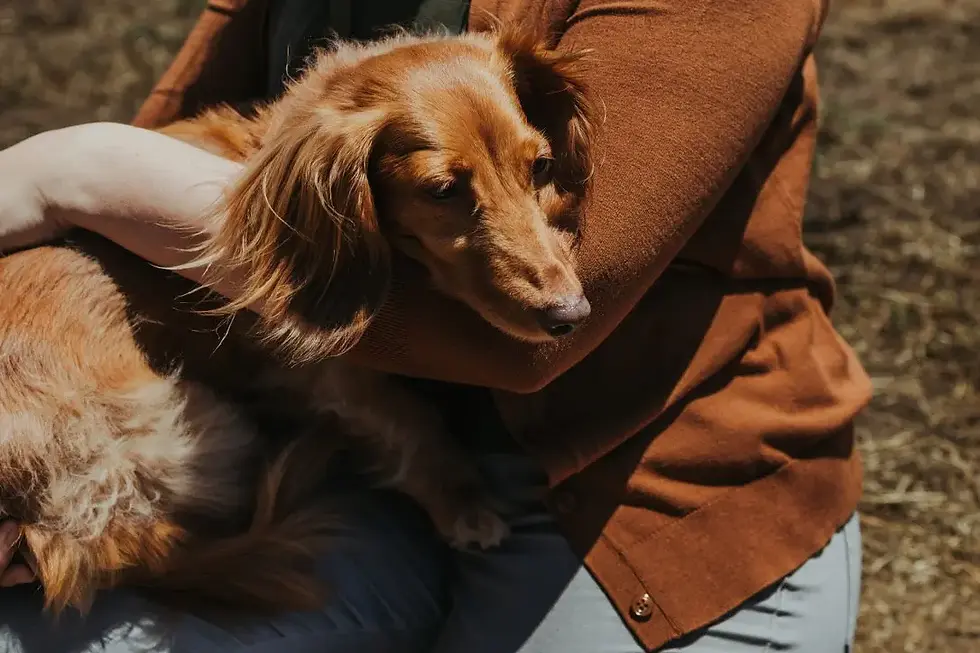 can vets cremate pets