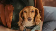 What is Aquamation for Pets: A Sustainable Alternative to Traditional Cremation