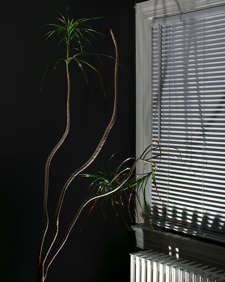 a plant with tall branches and green leaves leans toward a window and radiator.