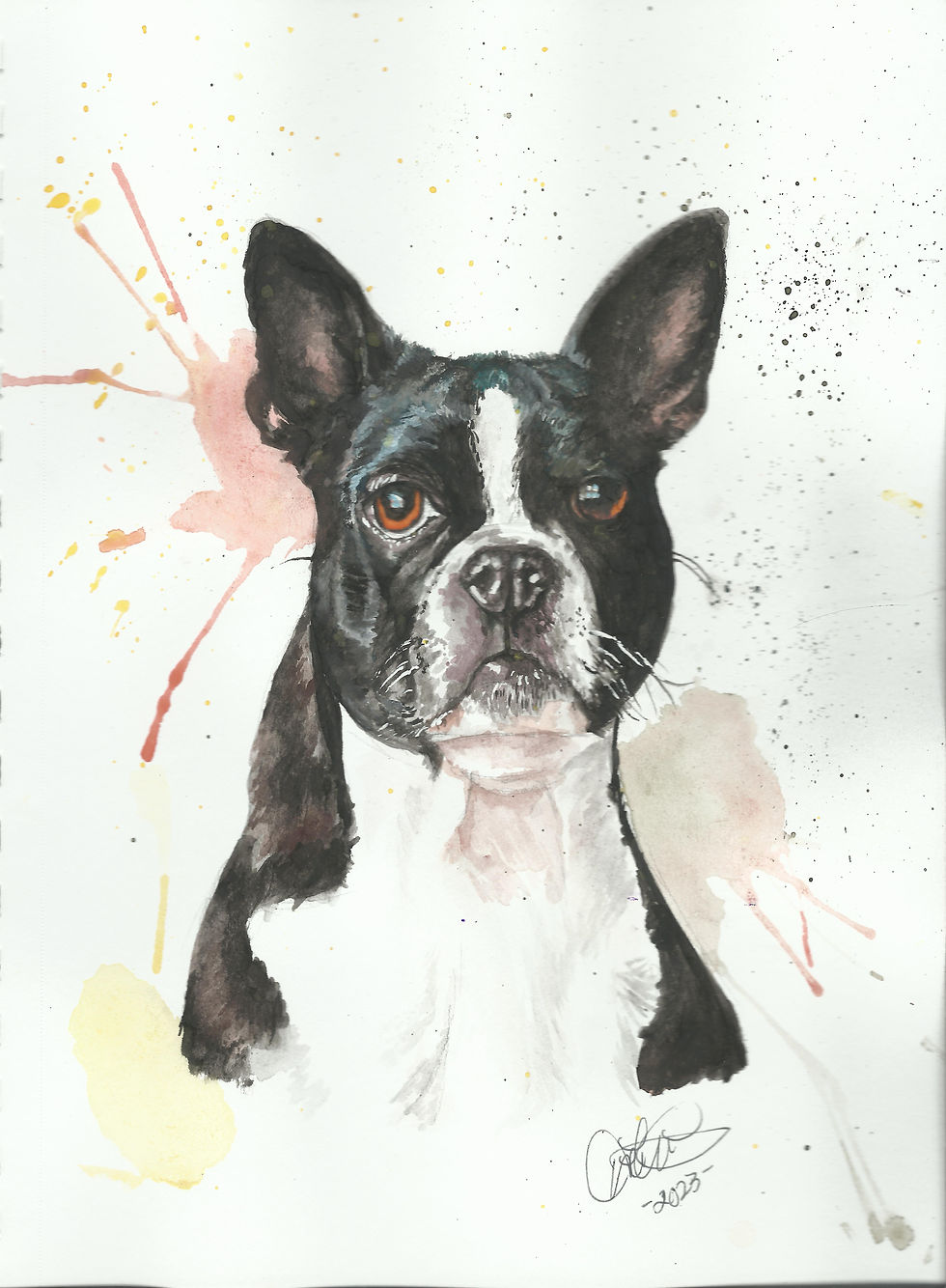 BostonTerrier
