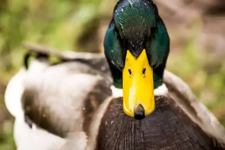 ree