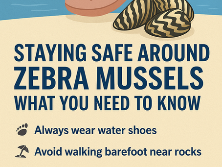 Staying Safe Around Zebra Mussels: What You Need to Know