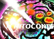 Mitoc%C3%83%C2%B4ndrias_Amazon_edited.jp