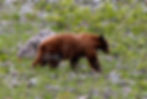 Glacier National Park bear