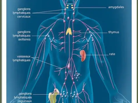 Séance Yoga - Drainage lymphatique + Système immunitaire