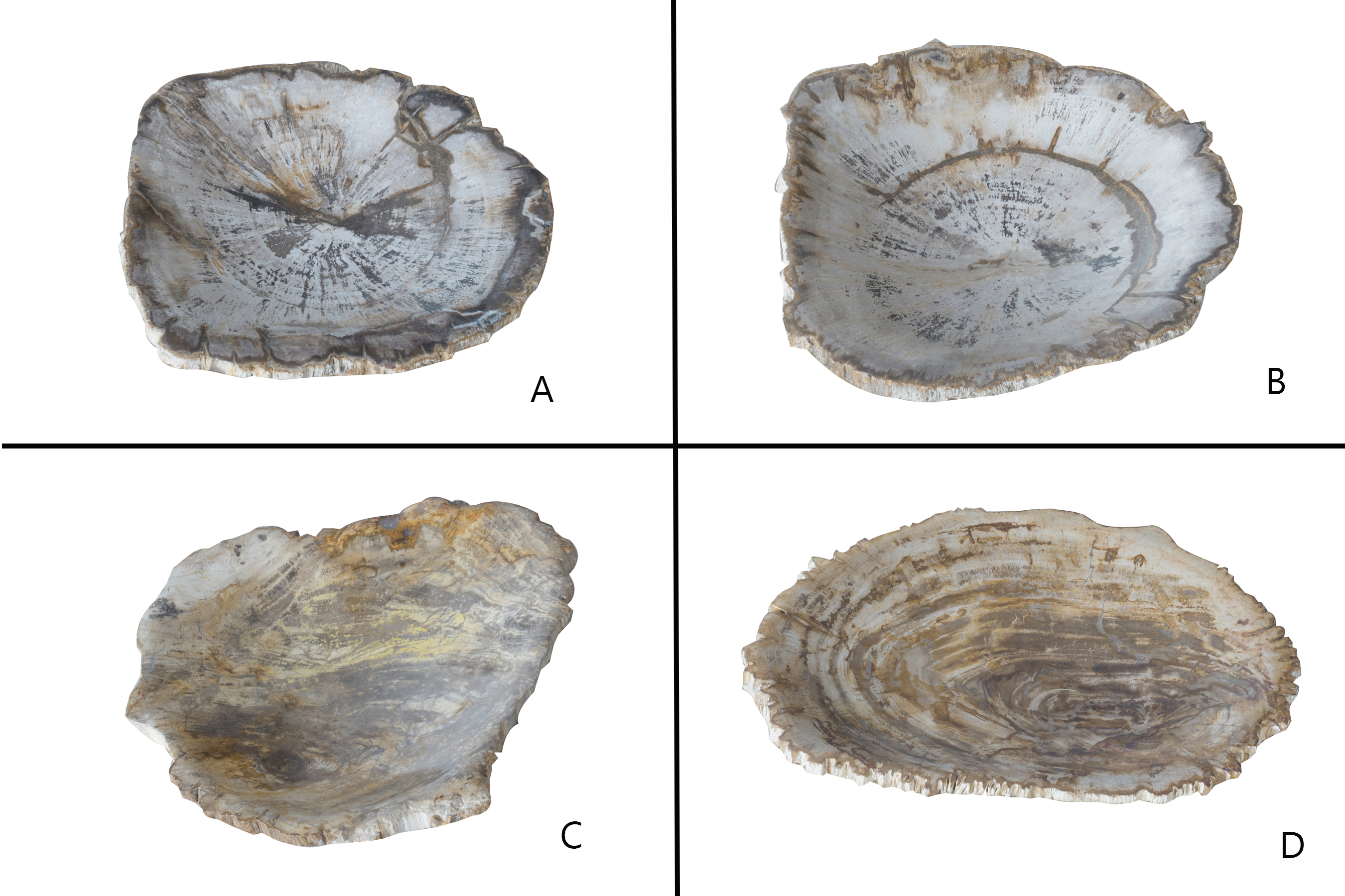 Petrified Wood Organic Bowl