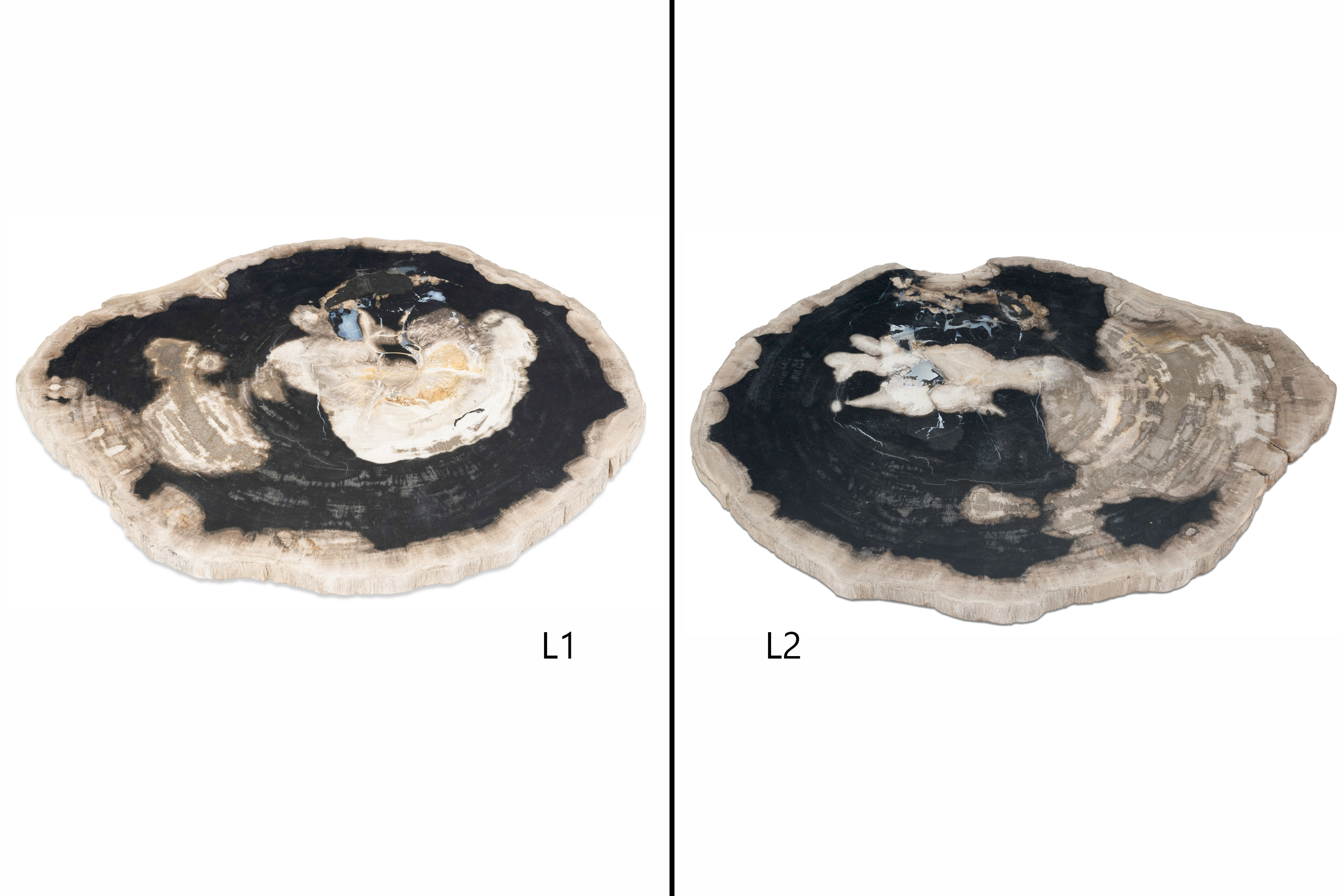 Large Petrified Wood Slab