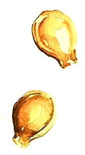 Débute_edited_edited_edited.png