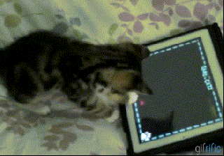 giphy (3).gif