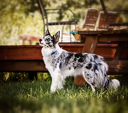Gold Creek Ranch Skye Blue Merle Border Collie