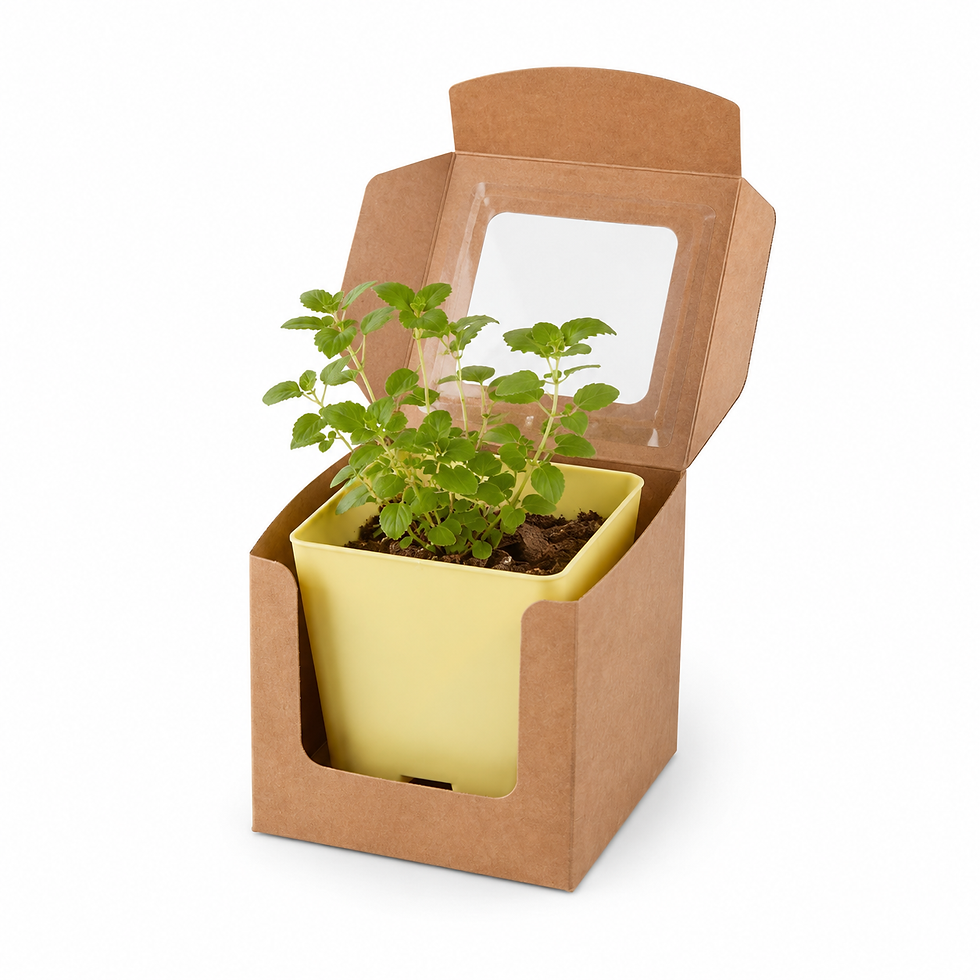 Huerto Eco-Friendly en Maceta Reciclada