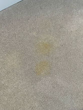 pet-stain-carpet-cleaning-stittsville-before.jpg