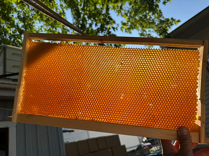 alvéoles cire d’abeille-recyclage-produits cire d’abeille-services de pollinisation