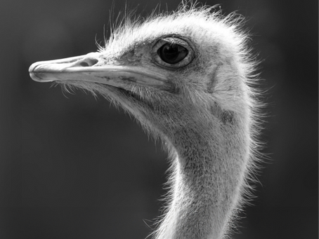Vogelstrauß - rechtsblickend
