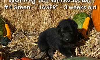 Spring Hill Puppies