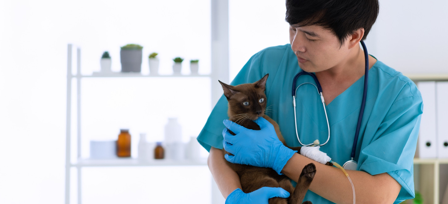 Jamul Veterinary Hospital Jamul California 13815 Campo Road, Jamul