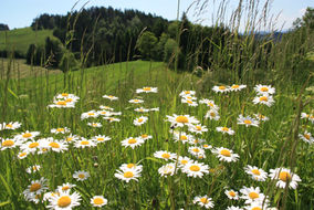 Mageriten
