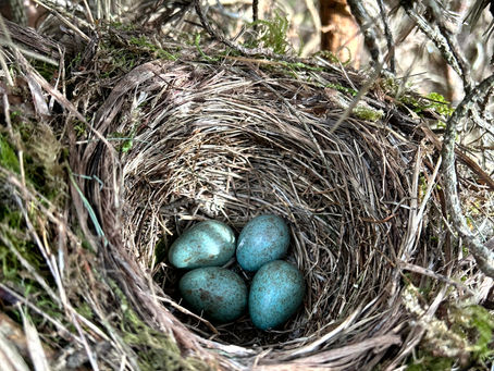 Verstecktes Vogelnest