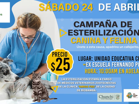 Conoce datos curiosos acerca de la esterilización canina