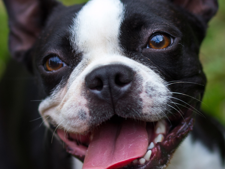 Keeping Your Boston Terrier’s Smile Bright! Our Top Dental Care Recommendations