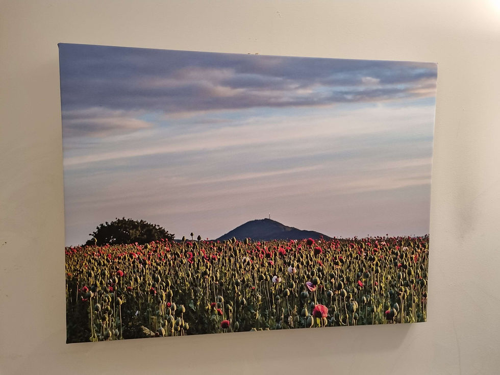 Wrekin and Red Poppyfield Canvas