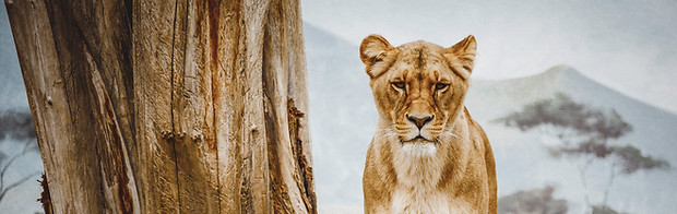 Lionesses