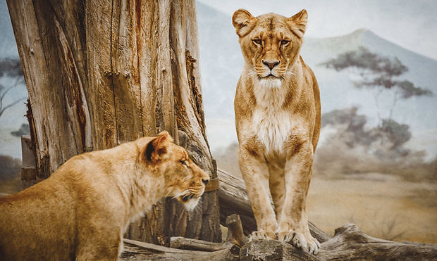leoas