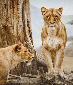 Lionesses